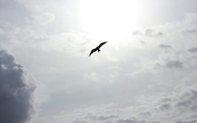 poem: Soar High Above