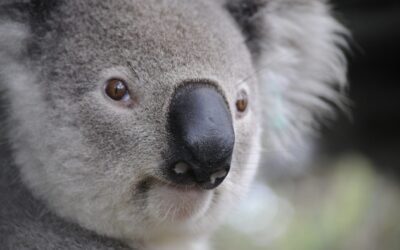 Rally for Western Sydney’s koalas
