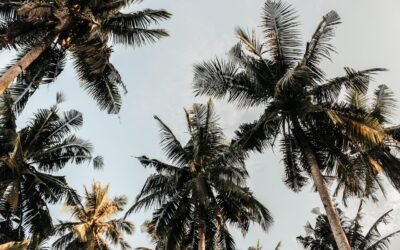 Poem: Far-away lands, sugar-cane and coconut palms