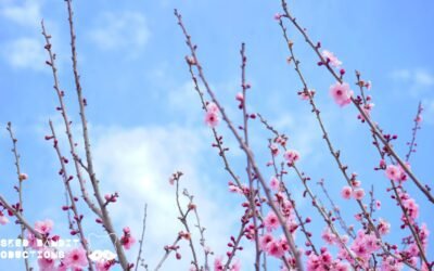 The blossoms are back for the 2022 Sydney Cherry Blossom Festival