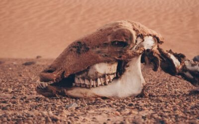 Imagining Extinction