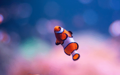 Finding Nemo a Therapist
