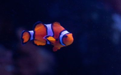 Finding Nemo (Another) Therapist
