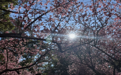 When petals fall, and culture blooms: Auburn Cherry Blossom festival 2025